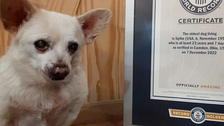 Photo of foto | Spike este oficial cel mai bătrân câine din lume. Povestea micului Chihuahua salvat dintr-o parcare unde a fost rănit